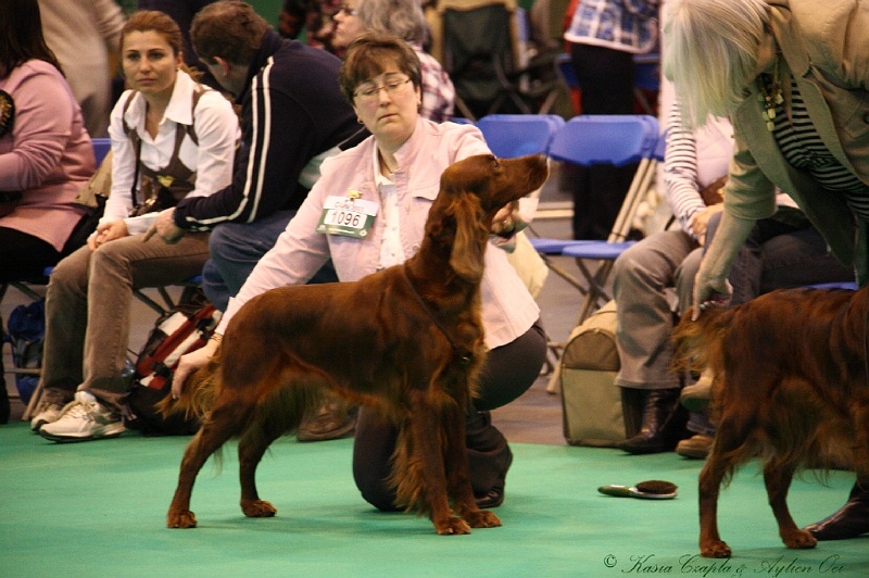 Crufts2011 483.jpg